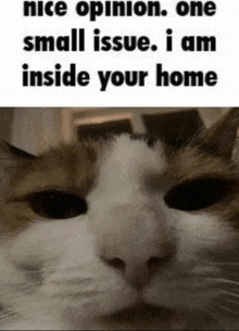 a cat with a caption that says nice opinion one small issue i am inside your home .