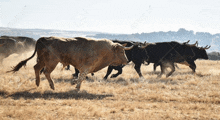 a herd of bulls are running through a dry grass field