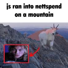 a picture of a goat on a mountain with the words is ran into nettspend on a mountain