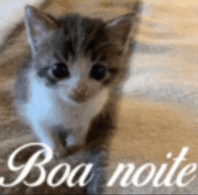 a gray and white kitten is sitting on a carpet with the words boa noite in the background .