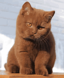 a brown cat with orange eyes is sitting on a table