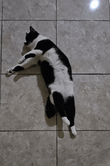 a black and white cat is laying on its back on a tile floor