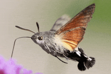 a moth is flying over a purple flower and looking at the camera