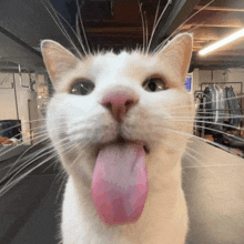 a close up of a white cat with its pink tongue sticking out