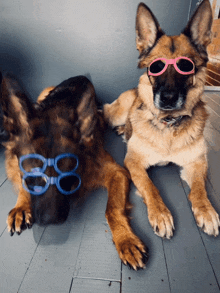 two german shepherds wearing sunglasses laying on a floor