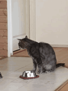 a cat is looking at a bowl of food