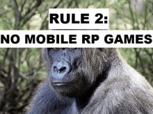 a picture of a gorilla with the words rule 2 : no mobile rp games