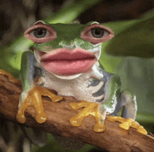 a frog with huge eyes and pink lips is sitting on a branch