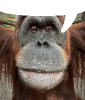 a close up of a monkey 's face with a speech bubble behind it