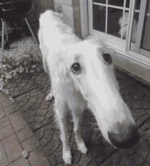 a white dog with a very long nose is standing in front of a door