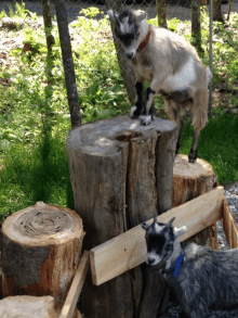 a goat standing on a tree stump next to a smaller goat