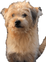 a small brown dog with a black stripe on the ear is looking at the camera