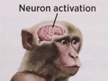 a picture of a monkey 's brain with the words neuron activation written above it .