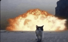 a cat is standing in front of an explosion in the background .