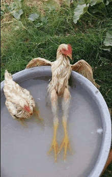 two chickens are sitting in a bucket of water with their legs crossed