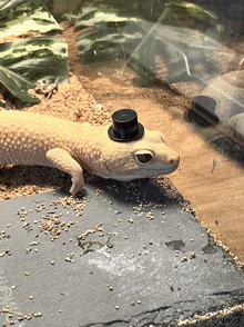 a lizard wearing a top hat sits on a table