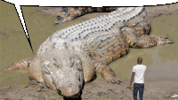 a man standing next to a large crocodile in the water