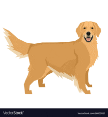 a golden retriever is standing on a white background .