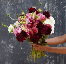 a person is holding a large bouquet of pink and purple flowers .