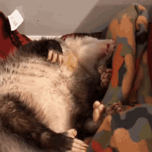 an opossum laying on a blanket with a tag that says milk on it