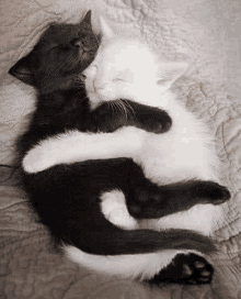 two black and white cats are hugging each other on a blanket .