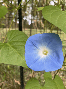 a blue flower is surrounded by green leaves