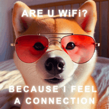 a dog wearing red sunglasses with the words are u wifi because i feel a connection behind it