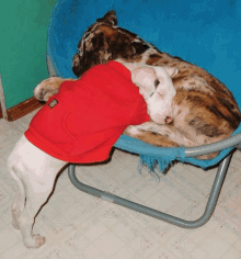 a dog wearing a red sweatshirt with a sticker that says ' i 'm a dog ' on it