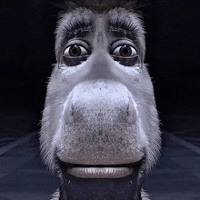 a close up of a donkey 's face with big eyes and a beard