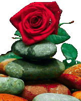 a stack of rocks with a red rose on top