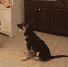 a german shepherd puppy is sitting on the floor in front of a refrigerator and a person pointing at it