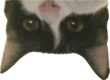 a close up of a black and white cat 's face and eyes