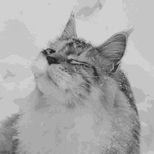 a black and white photo of a cat looking up at the sky