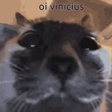 a close up of a cat 's face with the words oi vinicius written above it