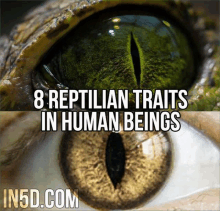 a picture of a crocodile 's eye next to a picture of a human eye with the caption 8 reptilian traits