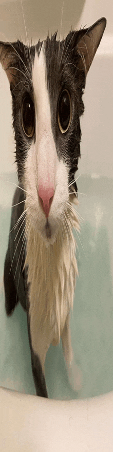 a black and white cat is standing in a bathtub