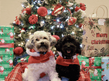 two dogs are sitting in front of a christmas tree and a merry christmas bag