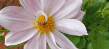 a white flower with a yellow center and a bee on it