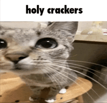 a cat is sitting on a wooden stool with the words holy crackers above it