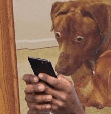 a dog is looking at a person holding a cell phone .