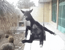 a donkey is sitting on a swing outside