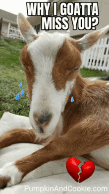 a brown and white goat is laying down with tears coming out of its eyes and a broken heart next to it