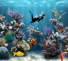 a scuba diver is swimming in a coral reef surrounded by clown fish