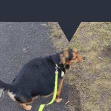 a black and brown dog with a yellow leash on