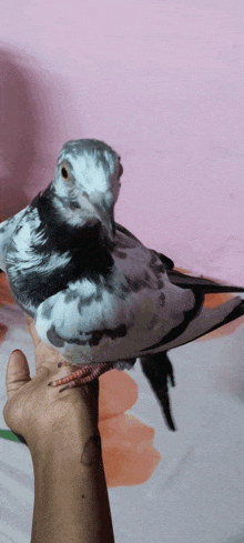 a person is holding a pigeon with a pink background