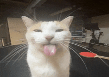 a cat sticking its tongue out in front of a table with a ping pong paddle