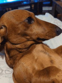 a close up of a brown dog laying on a bed with a white blanket that says " love " on it