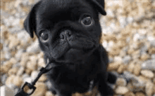 a black pug puppy is sitting on a rocky surface on a leash and looking up at the camera .