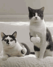 a black and white cat is giving a thumbs up while sitting next to another cat .