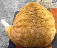 a large orange cat with a white tail is laying down